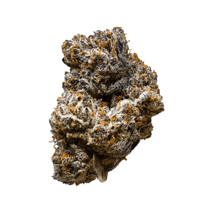 Close-up of the Jack Truffle, showing a textured, earthy bud against a plain white background.