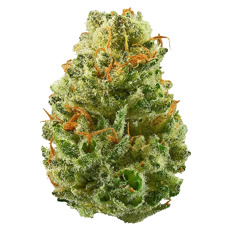 Close-up of the Strawberry Cough flower displaying a textured, leafy bud against a plain white background.