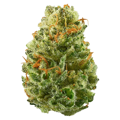 Close-up of the Strawberry Cough flower displaying a textured, leafy bud against a plain white background.