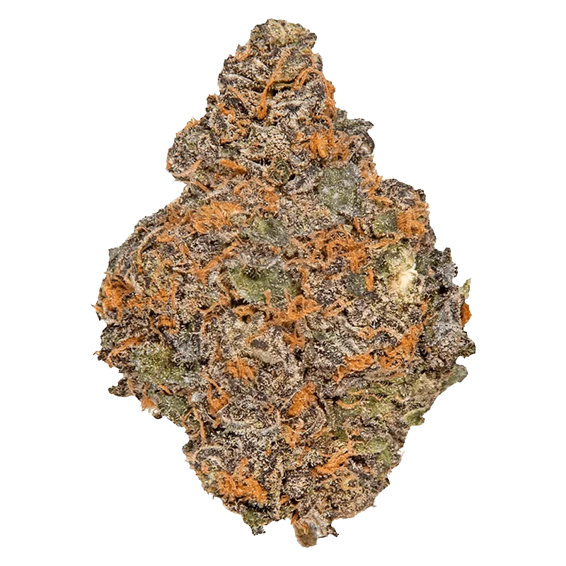 Front view of the Beaver Tail, showcasing its textured surface and simple, rounded shape against a plain white background.