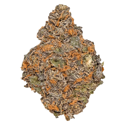 Front view of the Beaver Tail, showcasing its textured surface and simple, rounded shape against a plain white background.