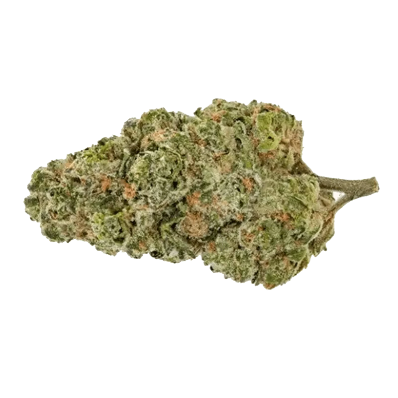 Close-up view of Trial No. 009, showcasing its texture and detailed form against a neutral backdrop.