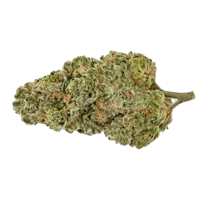 Close-up view of Trial No. 009, showcasing its texture and detailed form against a neutral backdrop.