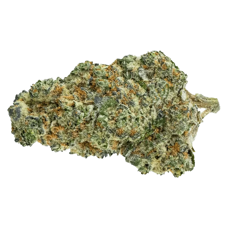 Close-up of the Big White bud, displaying dense, textured flower against a neutral background.