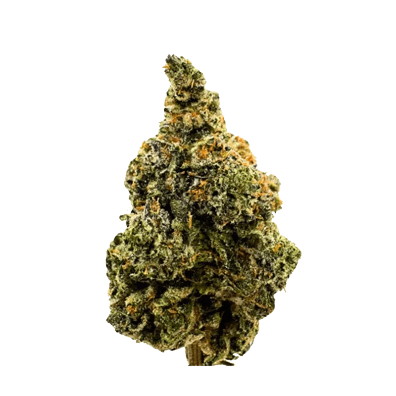 Close-up view of the West Coast OG bud with visible trichomes and dense structure.