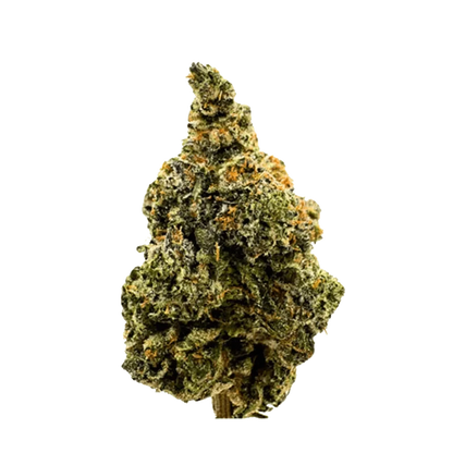 Close-up view of the West Coast OG bud with visible trichomes and dense structure.