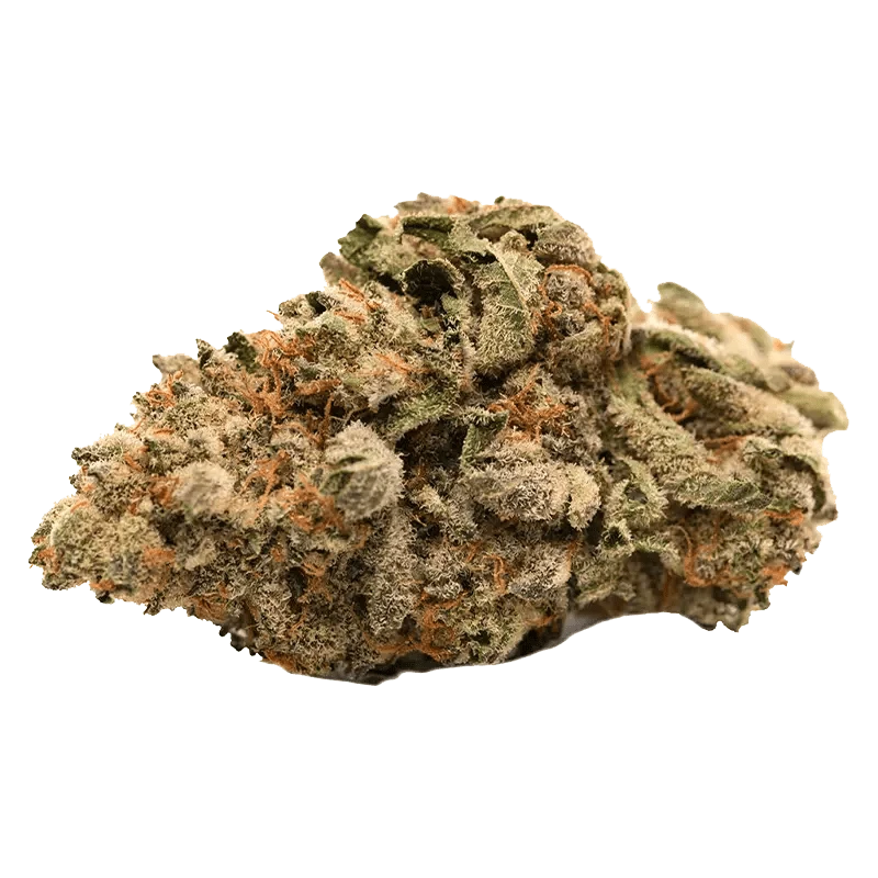 Close-up view of the Grease Monkey bud, showcasing its dense, textured surface against a plain white background.