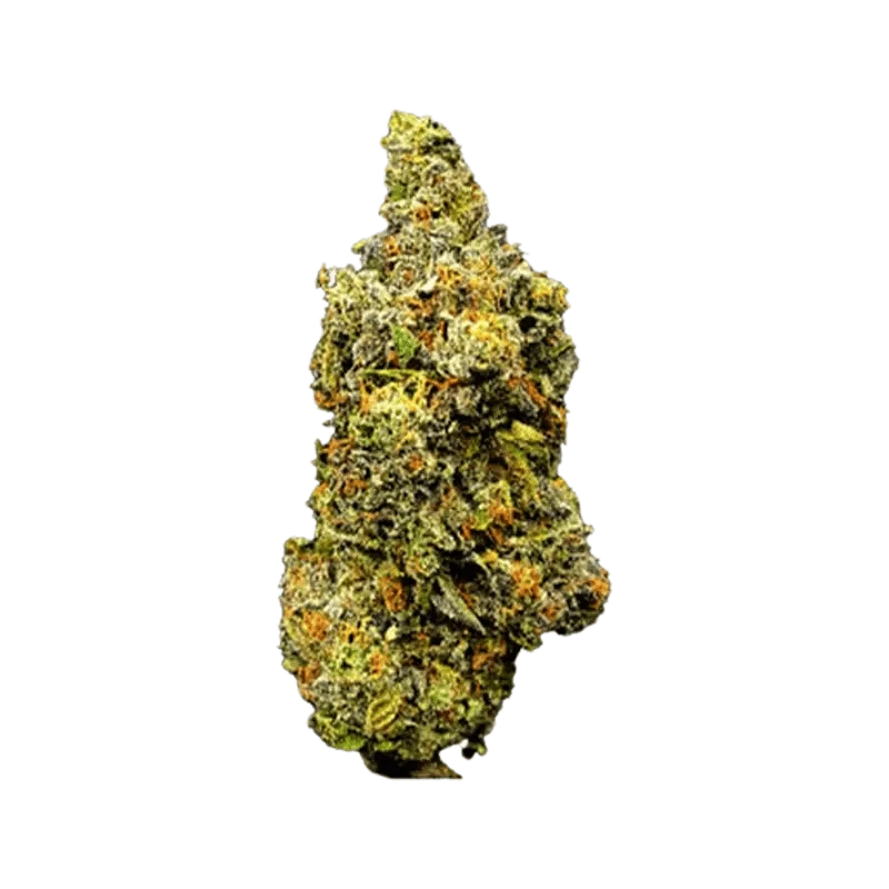 Close-up of the Forum Cut (GSC) bud, showcasing its dense, textured surface against a plain white background.