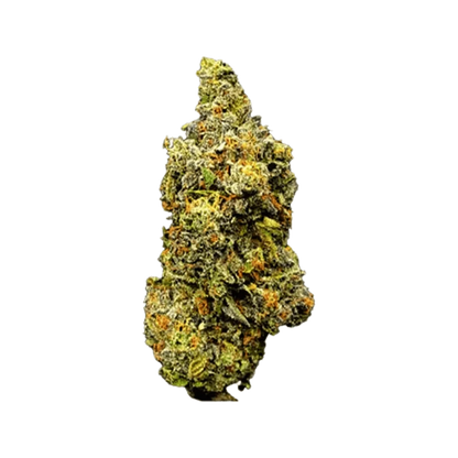 Close-up of the Forum Cut (GSC) bud, showcasing its dense, textured surface against a plain white background.