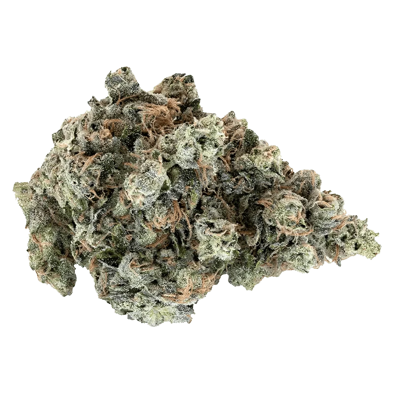 Close-up of the Country Club bud with a textured surface and vibrant green hues, showcased against a plain white backdrop.