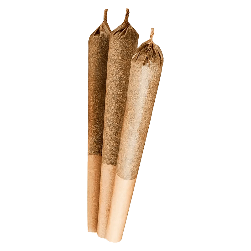 A close-up, angled view of three Girl Scout Cookies Pre Rolled 0.5 g pre-rolls, displaying their cylindrical shape and light-brown color.