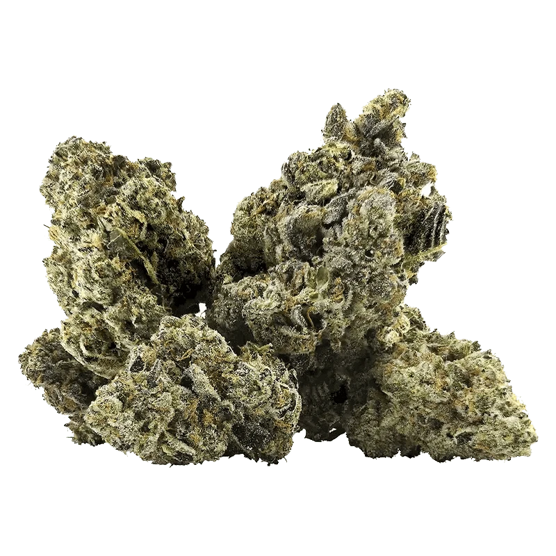 Close-up view of the Galactica OG with a textured, organic shape, appearing as a vibrant, detailed bud against a plain white background.