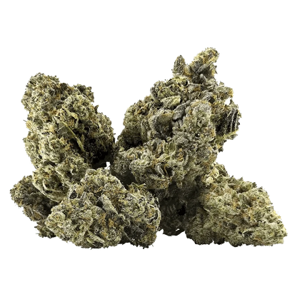 Close-up view of the Galactica OG with a textured, organic shape, appearing as a vibrant, detailed bud against a plain white background.