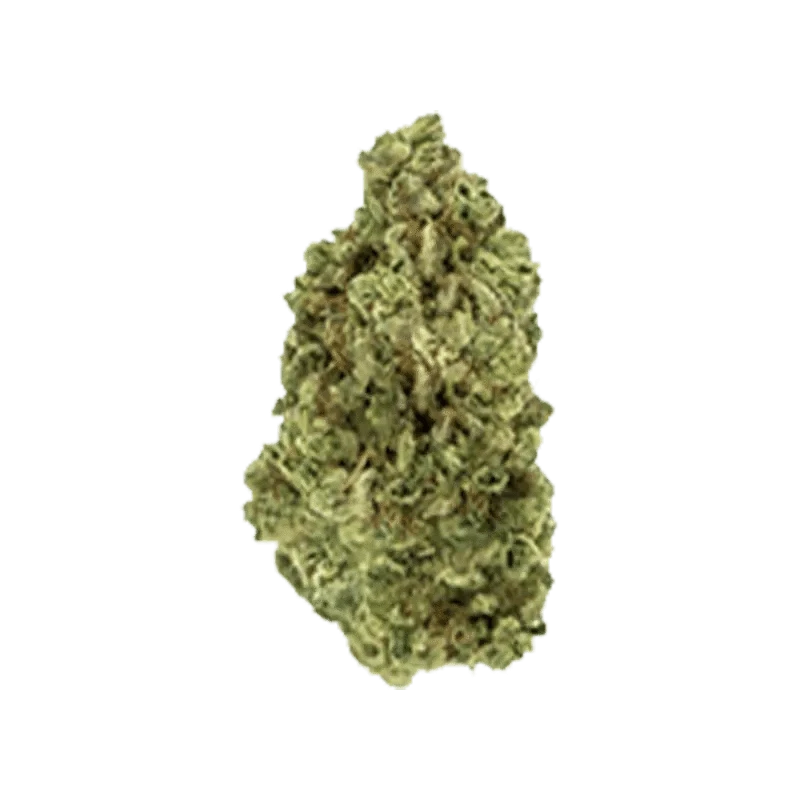 Close-up view of the Lemon Gelato bud, displaying its dense, textured surface and green coloring.