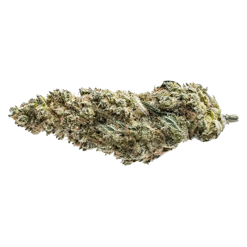 Close-up of the Blue Dream #16 bud, displaying its textured surface and green coloration against a plain white background.