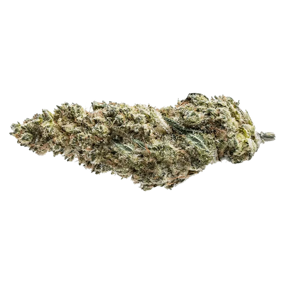 Close-up of the Blue Dream #16 bud, displaying its textured surface and green coloration against a plain white background.