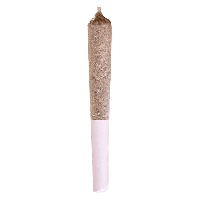 A close-up, side view of the Beaver Tail Pre Rolled 1 x 0.5 g pre-roll, showcasing its tightly-rolled, cylindrical form.