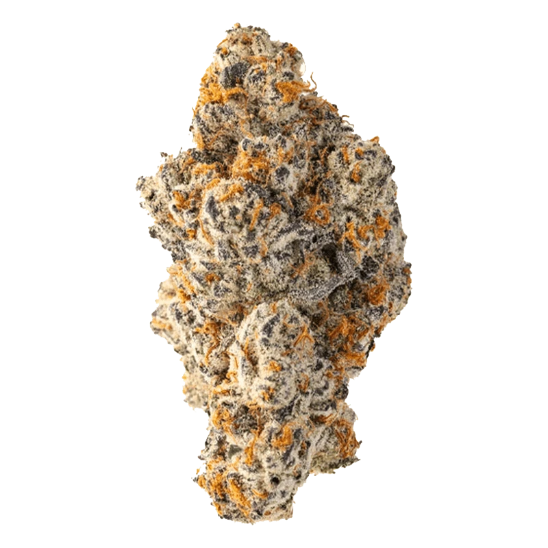 Close-up of a single frosty bud of Red Velvet #11, shown against a plain white background highlighting purple tones and orange hairs.
