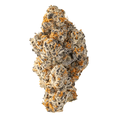 Close-up of a single frosty bud of Red Velvet #11, shown against a plain white background highlighting purple tones and orange hairs.