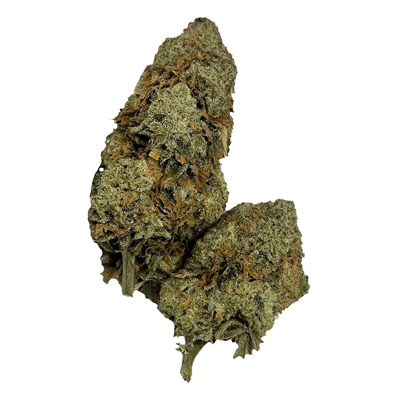 Close-up of two dense, frosty buds of CBD Super Lemon Haze shown against a transparent background, highlighting green and amber trichomes.