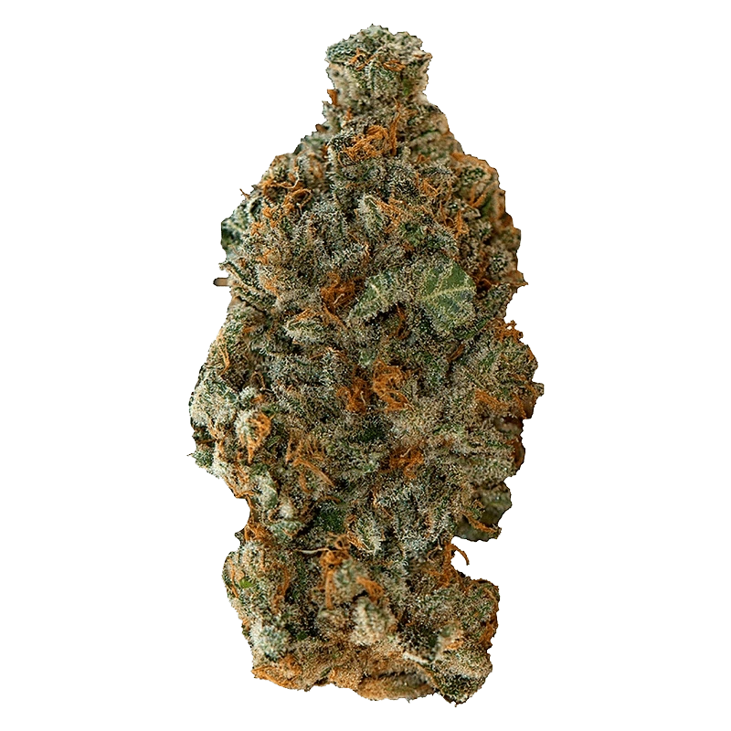 Close-up front view of a dense, frosty "Girl Scout Cookies" cannabis bud with orange pistils and green trichome-coated leaves.