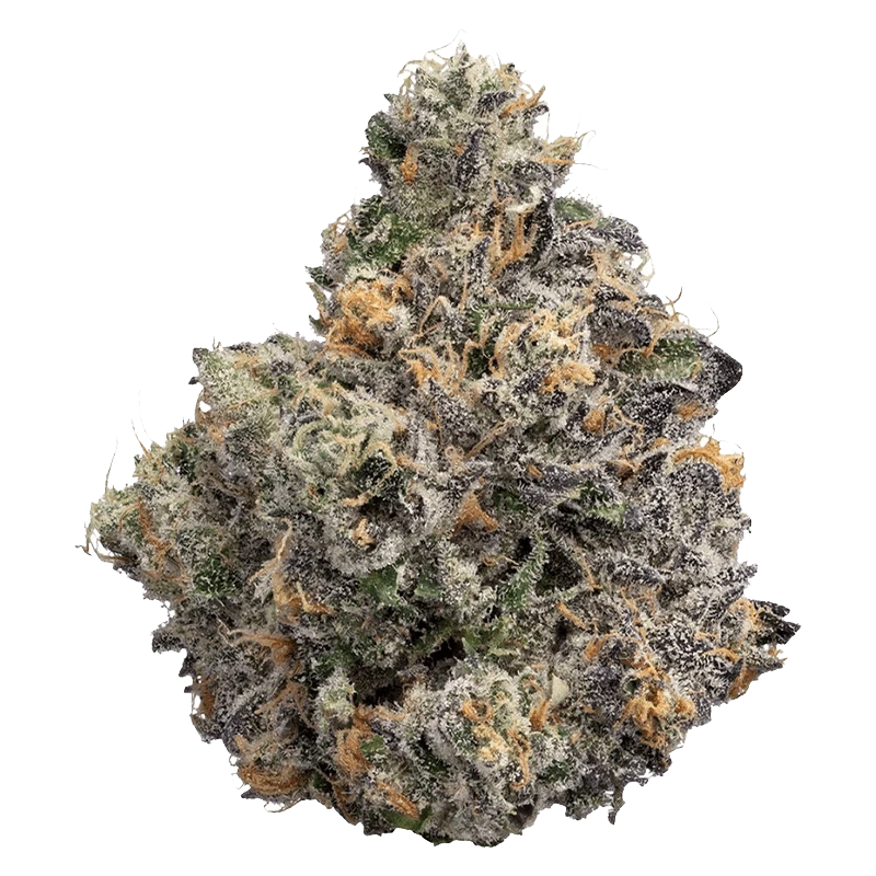 Close-up front view of a frosty bud of BC Organic Sunset Runtz showing dense purple and green leaves with orange pistils.