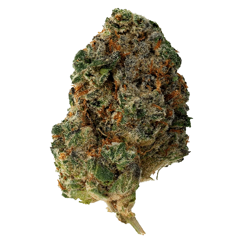 Close-up of a single "Waffle Cone" bud showing dense green, frosty trichomes and orange hairs against a plain background.