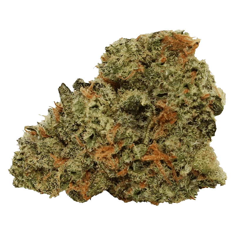 Close-up of a dense, trichome-covered bud of Tropical Milkshake showing green leaves and orange hairs against a soft backdrop.