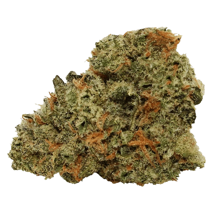 Close-up of a dense, trichome-covered bud of Tropical Milkshake showing green leaves and orange hairs against a soft backdrop.