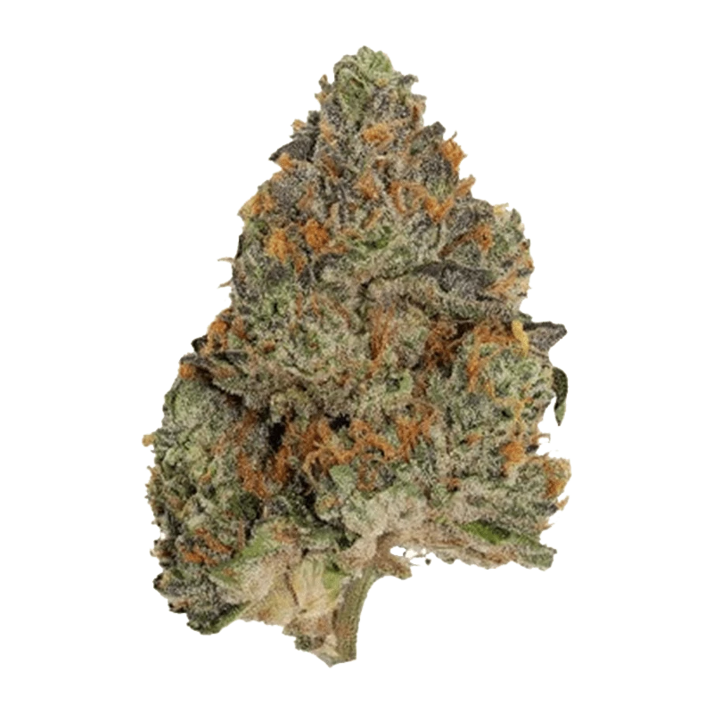 ぱち　　シンギュラリス50粒 Blue Zushi: Lowest Price | Canna Cabana CA - Prod