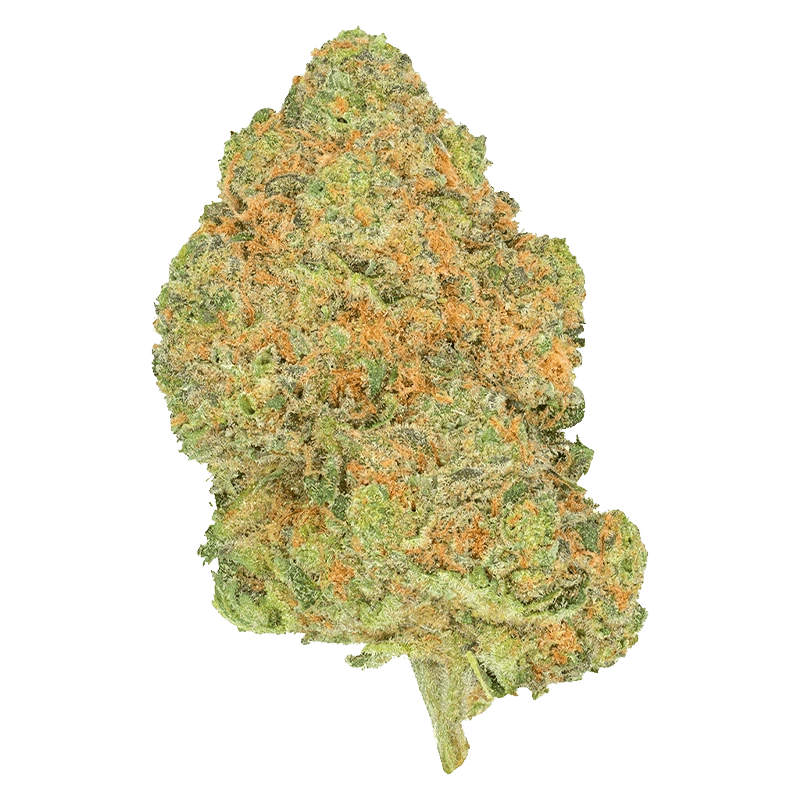 Single close-up of the dense, orange-flecked Black Jelly cannabis bud against a plain background.