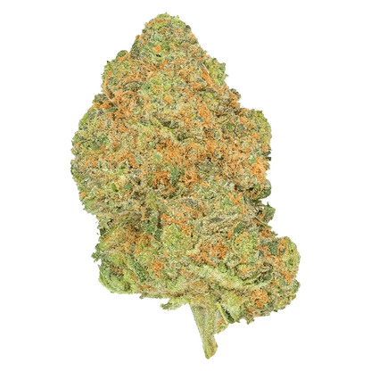 Single close-up of the dense, orange-flecked Black Jelly cannabis bud against a plain background.