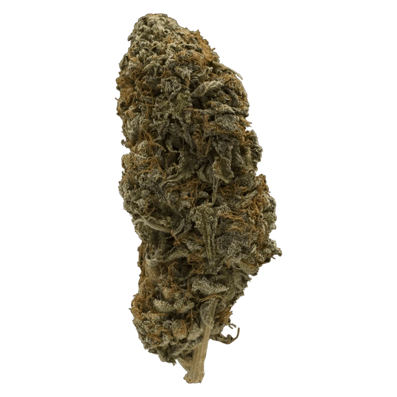 Close-up front view of the dense, frosty Double Bubbs bud with rust-colored pistils against a neutral background