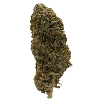 Close-up front view of the dense, frosty Double Bubbs bud with rust-colored pistils against a neutral background