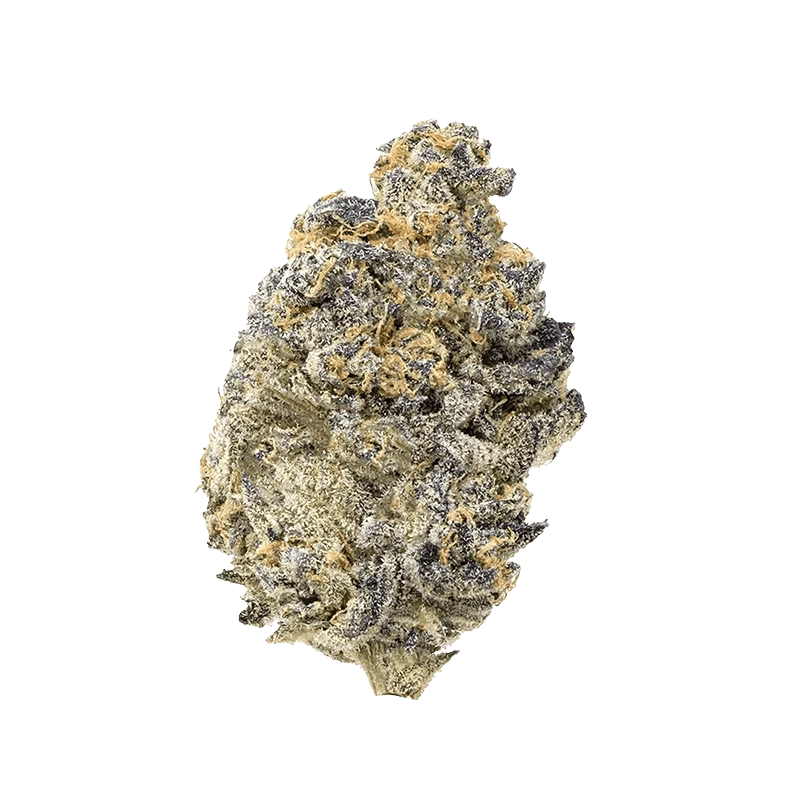 Close-up of a single frosty Pink Truffle cannabis bud showing purple-tinted leaves and amber hairs against a plain background.