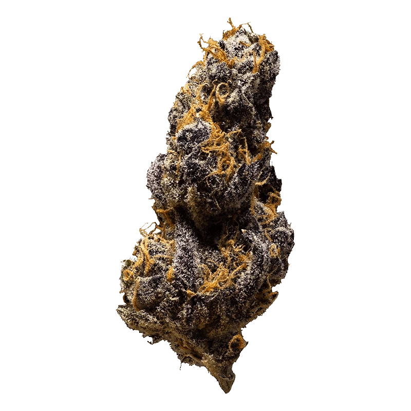 Close-up of a frosty, dark purple nugget titled "Black Cheese," showing dense trichomes and orange pistils against a plain background.