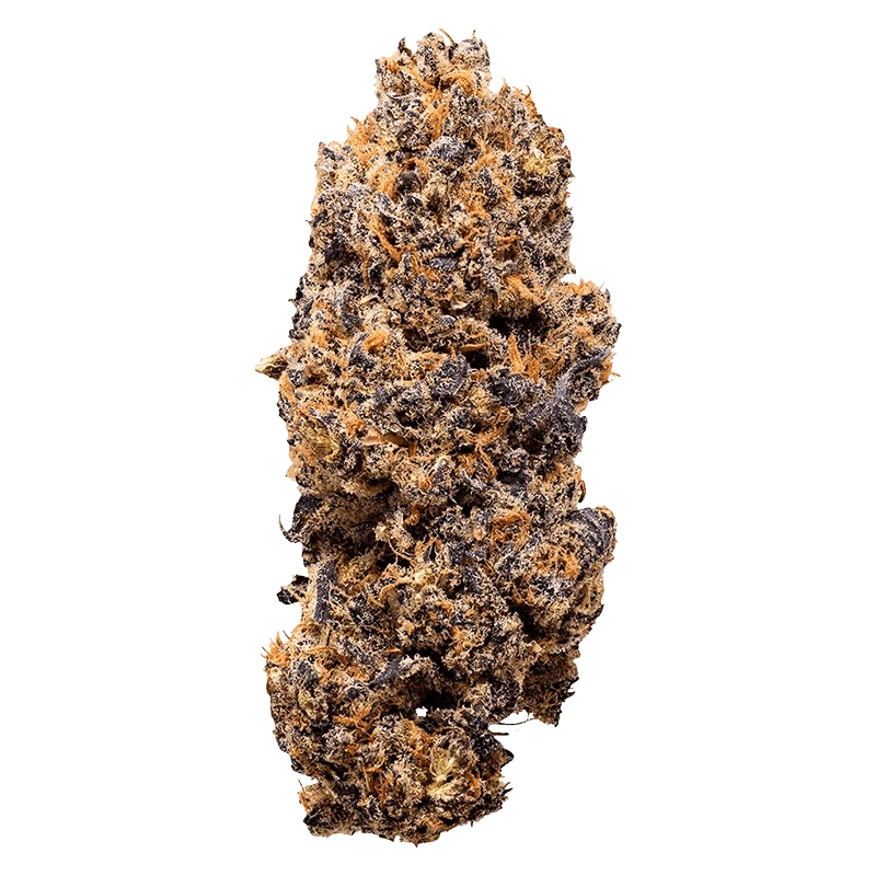 Close-up front view of the Lemon Whips bud against a plain background, showing dense purple-green nugs and bright orange hairs.