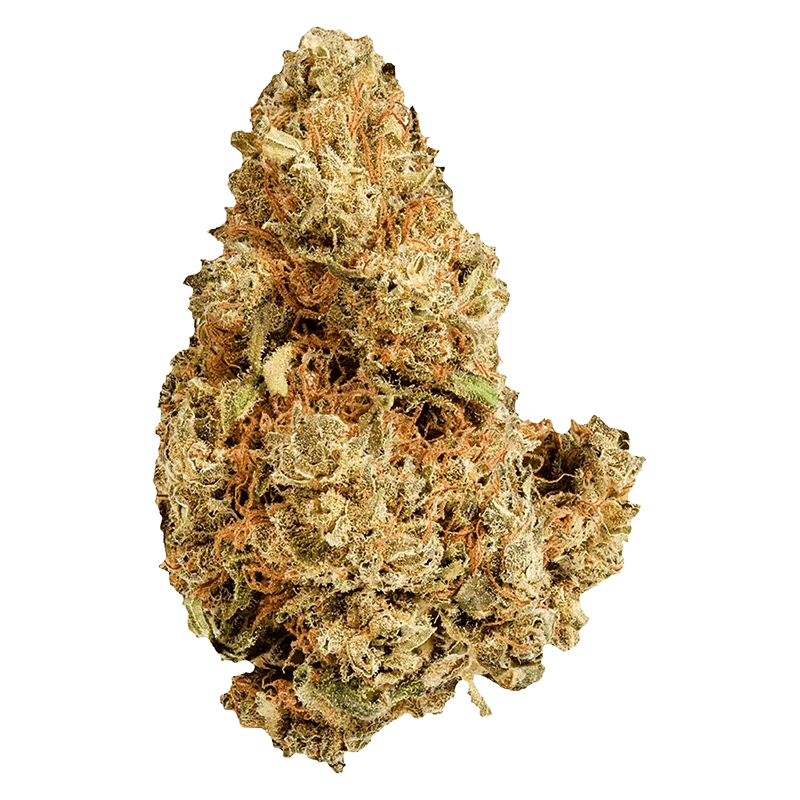 Close-up, top-down view of a dense, frosty Purple Afghani cannabis bud showing orange pistils and pale green trichome-coated leaves.