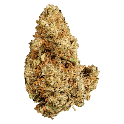 Close-up, top-down view of a dense, frosty Purple Afghani cannabis bud showing orange pistils and pale green trichome-coated leaves.