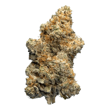 Close-up front view of a single dense bud labeled Orange Draaaank showing frosty trichomes and orange pistils against a neutral background