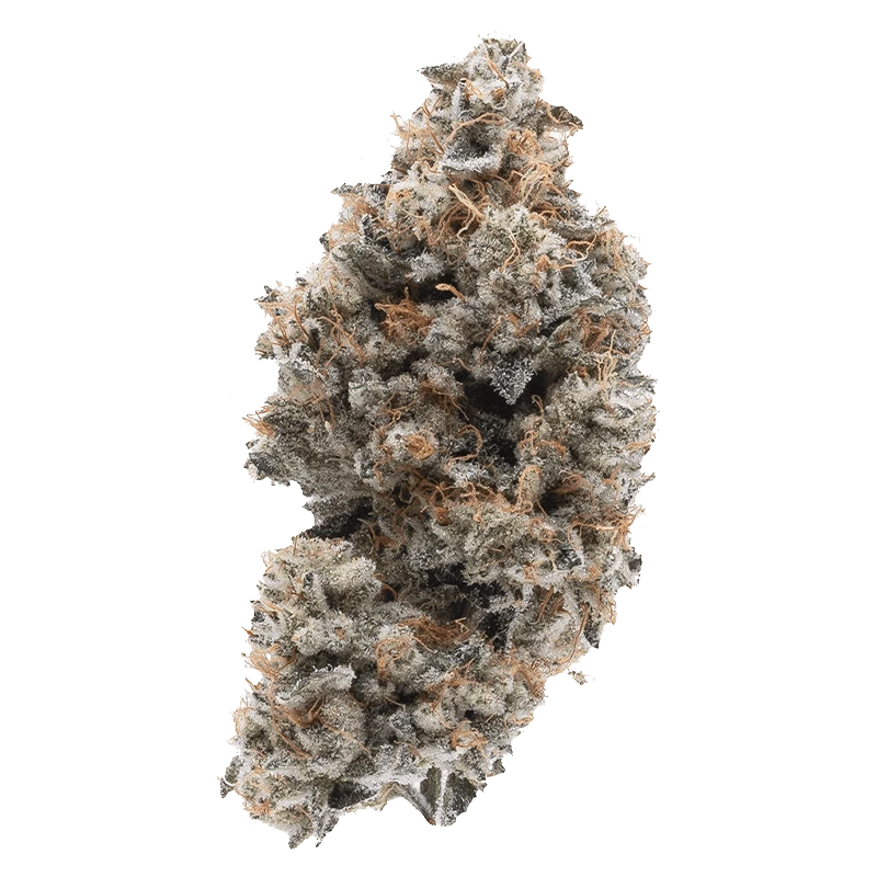 Close-up top-down view of a frosty, trichome-covered bud of Frosted Guava Nuts with orange pistils and dense, compact structure.
