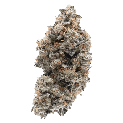 Close-up top-down view of a frosty, trichome-covered bud of Frosted Guava Nuts with orange pistils and dense, compact structure.