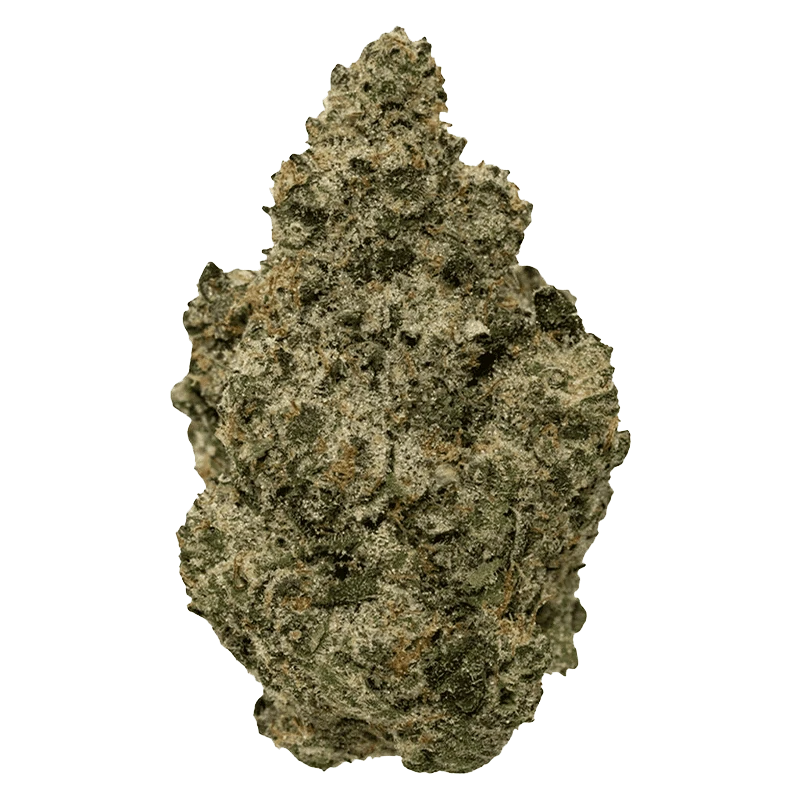 Close-up front view of a single BC Organic Black Zoap bud showing dense, frosty trichomes and muted green and amber hues.