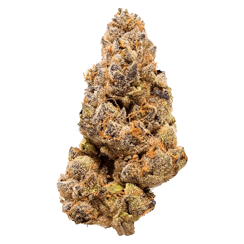 Close-up front view of a frosty, purple-tinged bud of Garlic Fumez showing dense trichomes and rust-orange pistils.