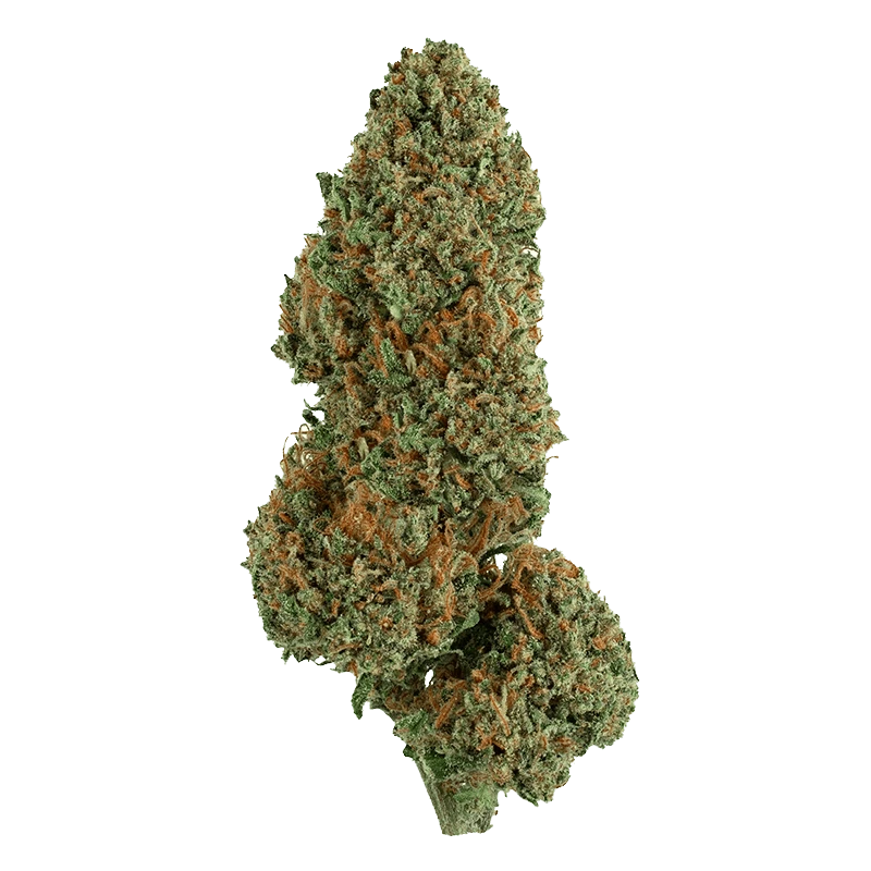 Close-up front view of a single dense green and orange bud of Cement Shoes.