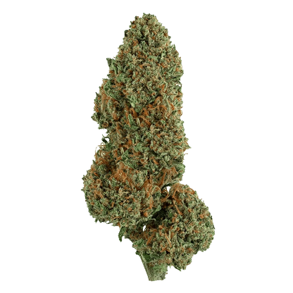 Close-up front view of a single dense green and orange bud of Cement Shoes.