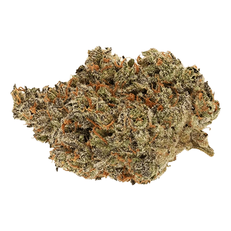 Close-up top-down view of a single dense Rotating Sativa cannabis bud showing green and purple hues with frosty trichomes and orange pistils.