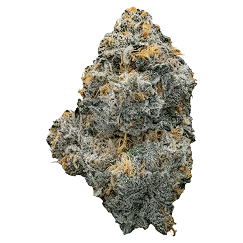 Close-up front view of a single frosty Midday Mix nug with gray-green leaves and orange hairs visible against a transparent background.