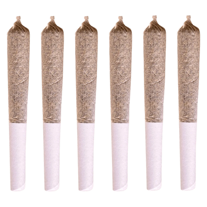 Six evenly spaced front-facing pre-rolls in a row, showing the paper tips and packed brown herb of Jack Herer PR 6 x 0.5 g.