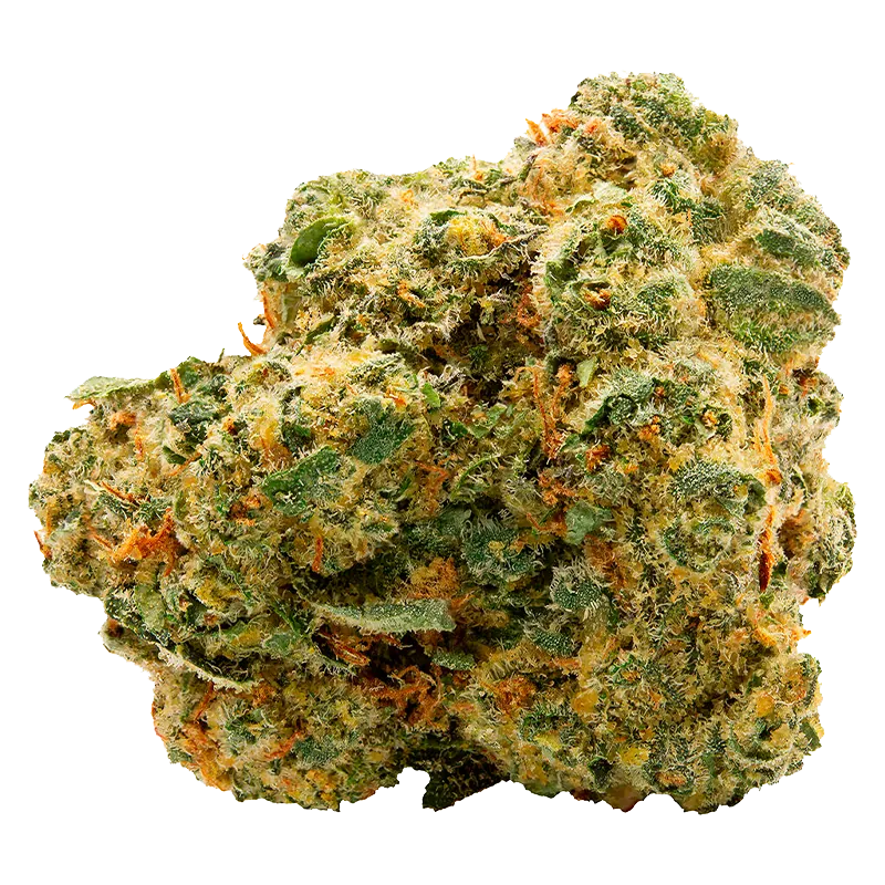 Close-up front view of a dense, frosty Blue Thai cannabis bud showing vibrant green leaves, orange pistils, and crystalline trichomes.